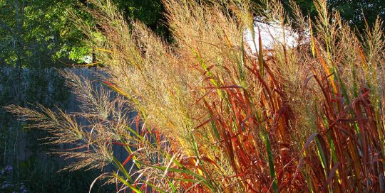 Colorado Native Plants