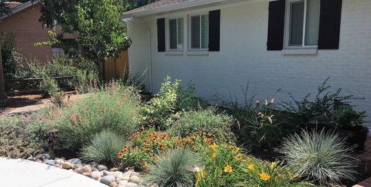 Denver Front Yard Landscape