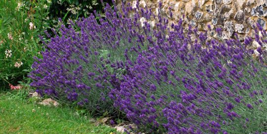 Backyard Lilac Garden