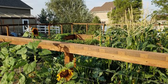 Garden Sunflowers Corn