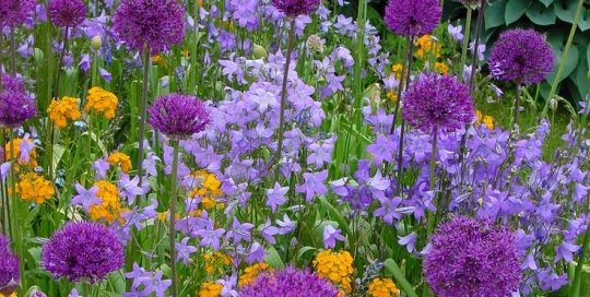 Colorado Wildflowers