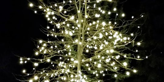 Outdoor Holiday Lighting